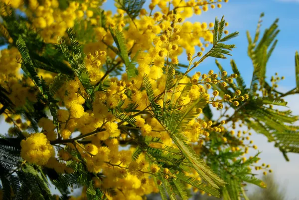 Filiala Mimosa — Fotografie, imagine de stoc
