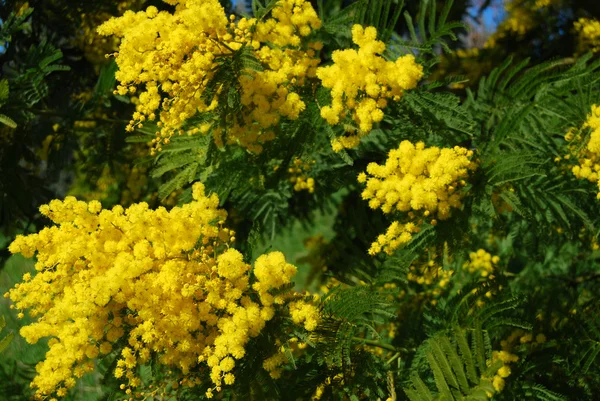 Mimosa for Women's Day — Stock Photo, Image