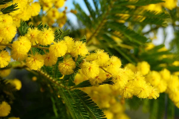 Mimosa Tree — Stock Photo, Image