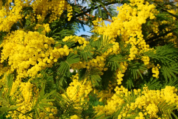 Mimosa - een tak van mimosa voor dag van de vrouw — Stockfoto