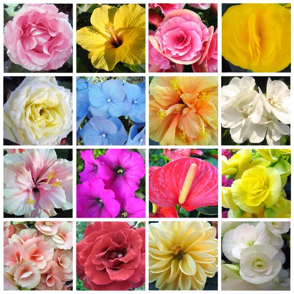 stock image Collection of flowers