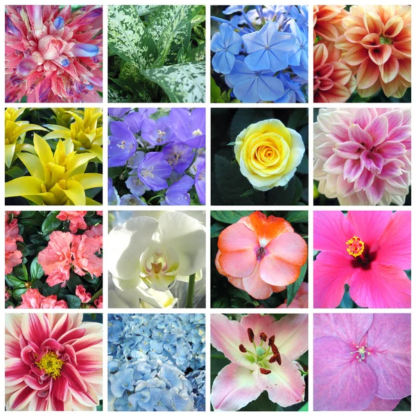 stock image Collection of flowers