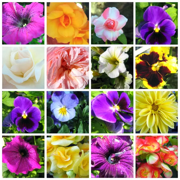 stock image Collection of flowers