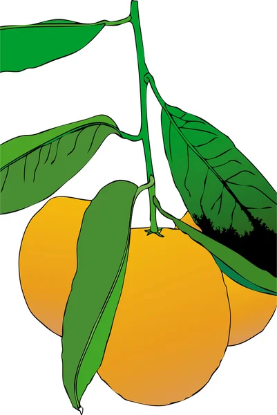 Três mandarinas — Fotografia de Stock
