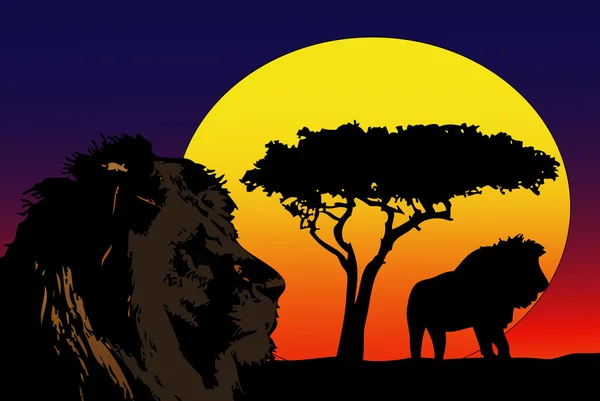 Lions i Afrika — Stockfoto