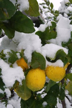 A lemon tree flooded by snow clipart