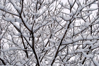 Interweaving of branches under the snow clipart