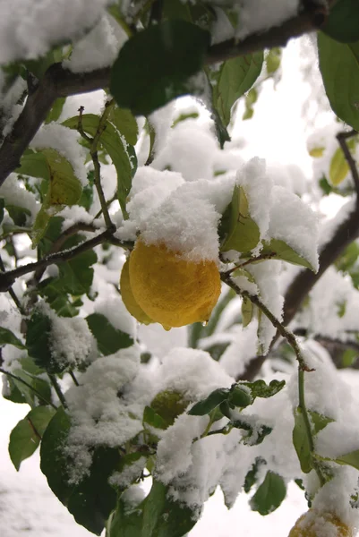 Лимонное дерево, затопленное снегом — стоковое фото