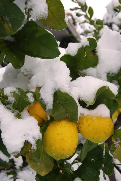 雪による浸水のレモンの木 — ストック写真