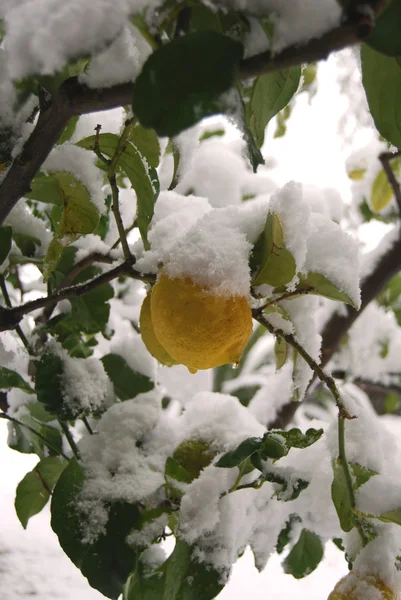 一棵柠檬树，被雪淹没 — 图库照片