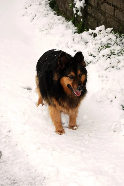 Un perro policía bajo una fuerte nevada — Foto de Stock