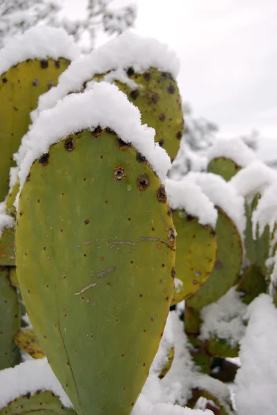 stock image A prickly india submerged by snow