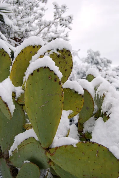 stock image A prickly india submerged by snow