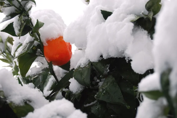 Un albero di clementine inondato di neve — Foto Stock