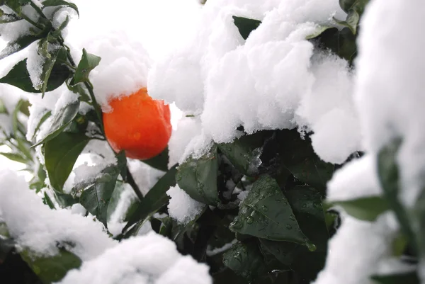 Un árbol de clementinas inundado de nieve — Foto de Stock