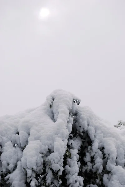 Drzewo oliwne, zalane przez śnieg — Zdjęcie stockowe