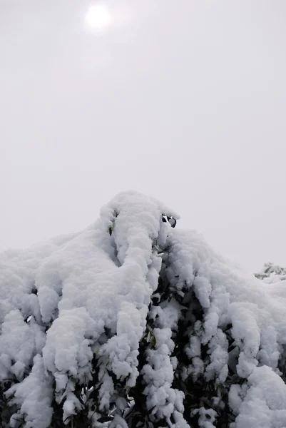 An olive tree flooded by snow — Stock Photo, Image