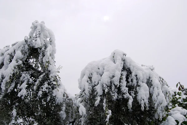 Ένα δέντρο ελιάς πλημμυρίσει από χιόνι — Stockfoto