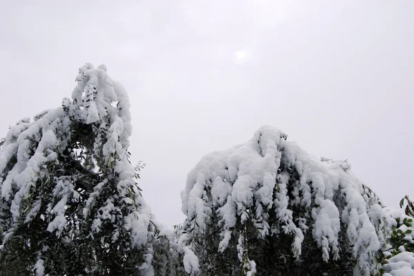 オリーブの木が雪に殺到しました。 — ストック写真