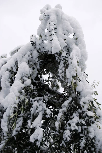 Un olivo inundado de nieve — Foto de Stock