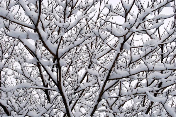 Переплетение ветвей под снегом — стоковое фото
