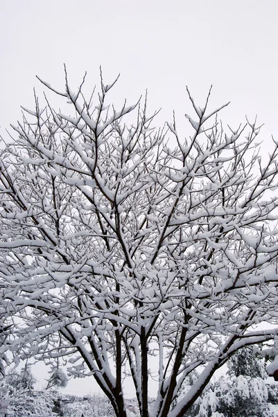 Interweaving of branches under the snow — Stock Photo, Image