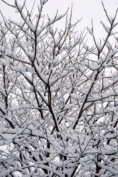 Sammanflätning av grenar under snön — Stockfoto