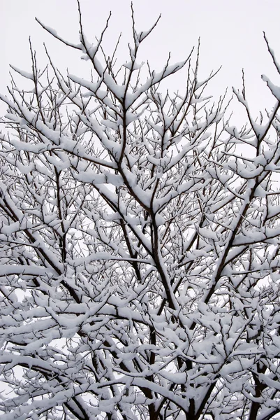 Переплетение ветвей под снегом — стоковое фото
