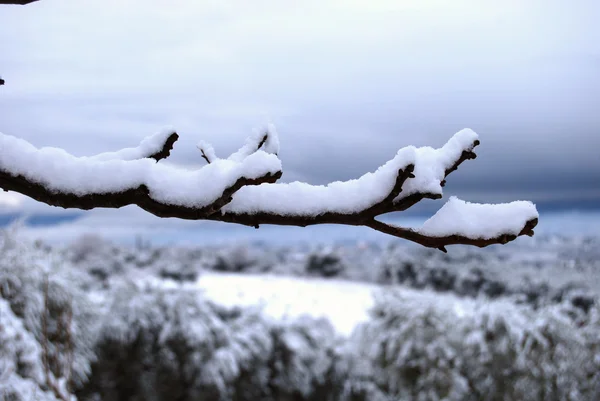 Белая зима — стоковое фото