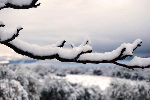 Vit vinter — Stockfoto