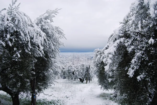 White Winter — Stock Photo, Image
