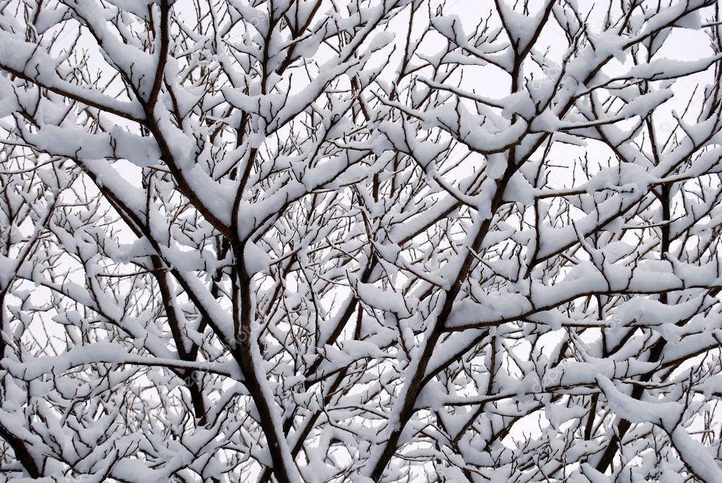 Interweaving of branches under the snow