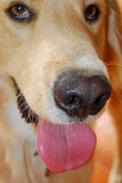 stock image You stink breath