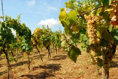 Organic vineyard in autumn clipart