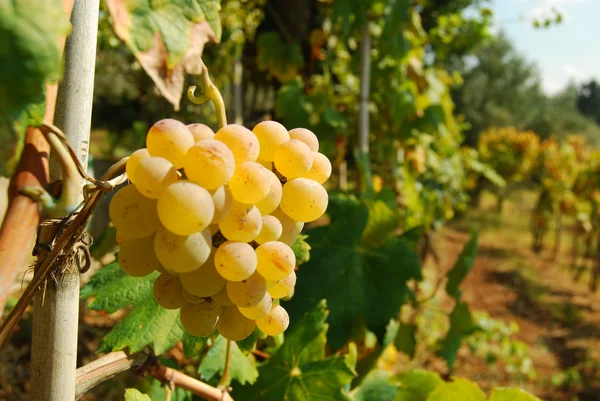Ekologické vinice na podzim — Stock fotografie