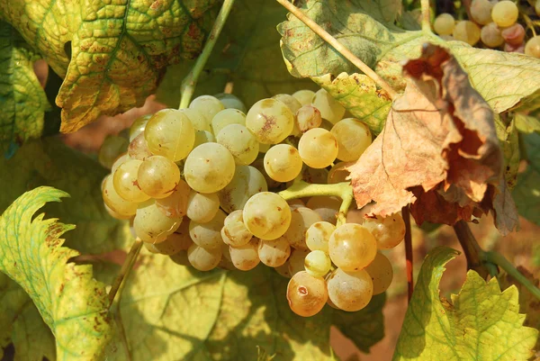 Organikus szőlőskerteken ősszel — Stock Fotó