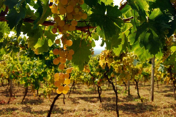 Ekologisk vingård i höst — Stockfoto