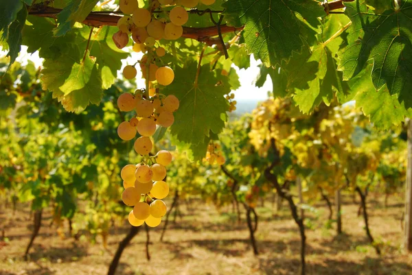 Organikus szőlőskerteken ősszel — Stock Fotó