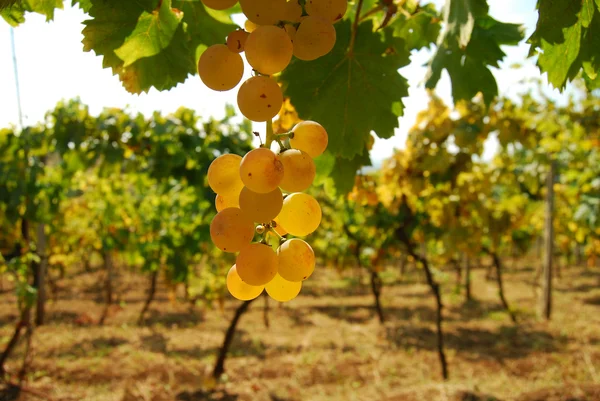 Organic vineyard in autumn — Stock Photo, Image