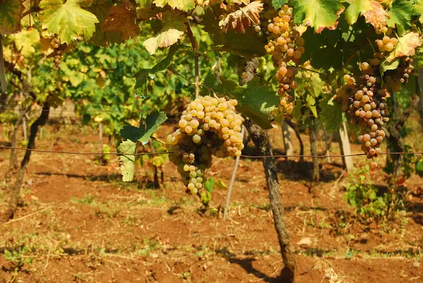 stock image Organic vineyard in autumn