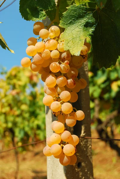 Organic vineyard in autumn — Stock Photo, Image