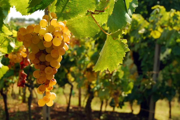 Organische wijngaard in de herfst — Stockfoto