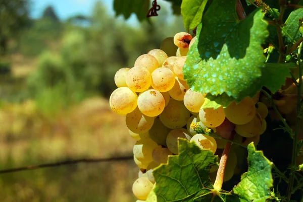Органічний виноградник восени — стокове фото