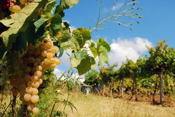 Orgaaninen viinitarha syksyllä — kuvapankkivalokuva