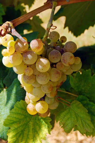 Органические виноградники осенью — стоковое фото