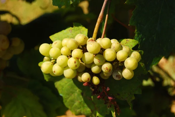 Органічний виноградник восени — стокове фото