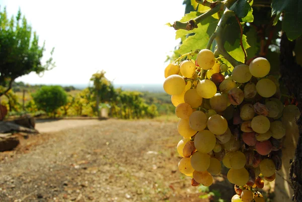 Orgaaninen viinitarha syksyllä — kuvapankkivalokuva