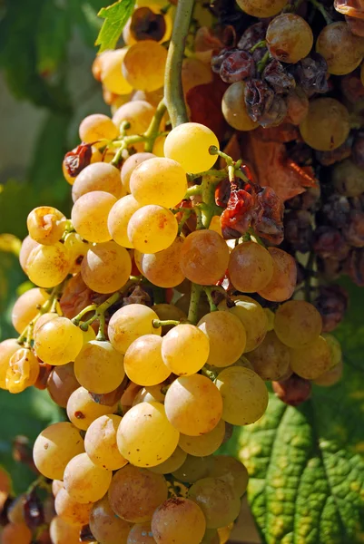 Ekologické vinice na podzim — Stock fotografie
