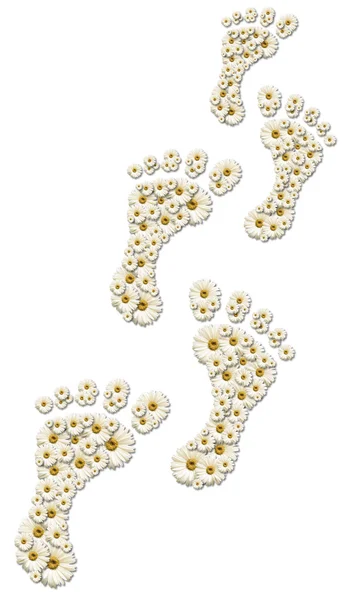 Daisy voetafdrukken op wit — Stockfoto