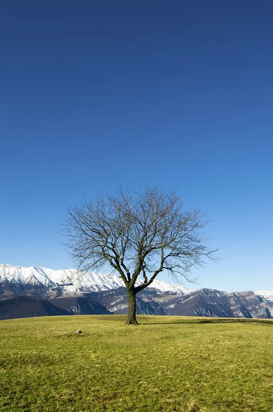 Solitaire boom op blauwe lucht — Stockfoto